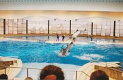 007-Dolphin Show